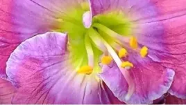 liliowiec-lavender-blue-baby-bylina-do-ogrodu