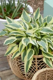 funkia-lakeside-dragonfly-wydluzony-spiczasty-lisc