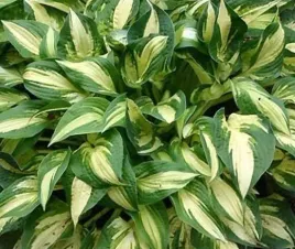 funkia-whirlwind-do-ogrodu-ciekawe-zabarwienie