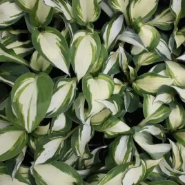 funkia-vulcan-dwukolorowa-do-ogrodu-i-wokol-oczka