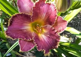 liliowiec-arabian-magic-do-ogrodu-fioletowe-kwiaty