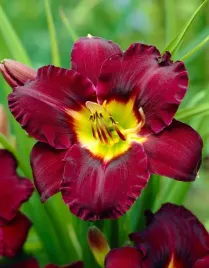 liliowiec-bela-lugosi-hemerocallis-do-ogrodu