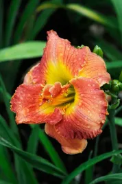 liliowiec-doublelicious-ozdobny-pomaranczowy-kwiat