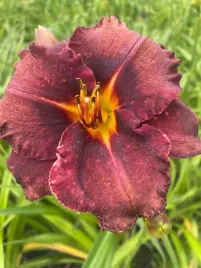 liliowiec-black-stockings-kwiaty-fioletowo-bordowe