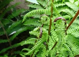 wietlica-samicza-lady-in-red-paproc-do-ogrodu