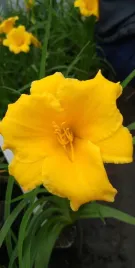 liliowiec-stella-d-oro-hemerocallis-olsni-ogrod