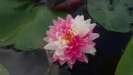 nymphaea-jakkaphong-lilia-wodna-zaskakuje