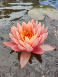 lilia-wodna-nymphaea-praiksub-rosliny-do-oczka