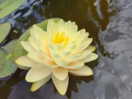 lilia-wodna-nymphaea-lemon-meringue