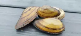 malz-malze-malza-szczezuja-oczyszcza-filtruje-wode