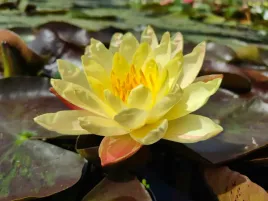 lilia-wodna-nymphaea-siam-fantasy-dwukolorowa