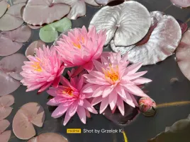 lilia-wodna-edina-nymphaea-rozowa-pieknosc