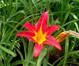 liliowiec-autumn-red-czerwone-kwiaty-do-ogrodu