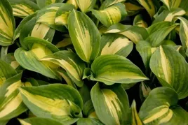 funkia-dream-queen-hosta-do-ogrodu-i-wokol-oczka