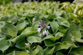 funkia-hosta-abiqua-drinking-gourd-bylina-do-ogrod