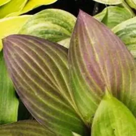 funkia-hosta-first-blush-piekna-bylina-do-ogrodu