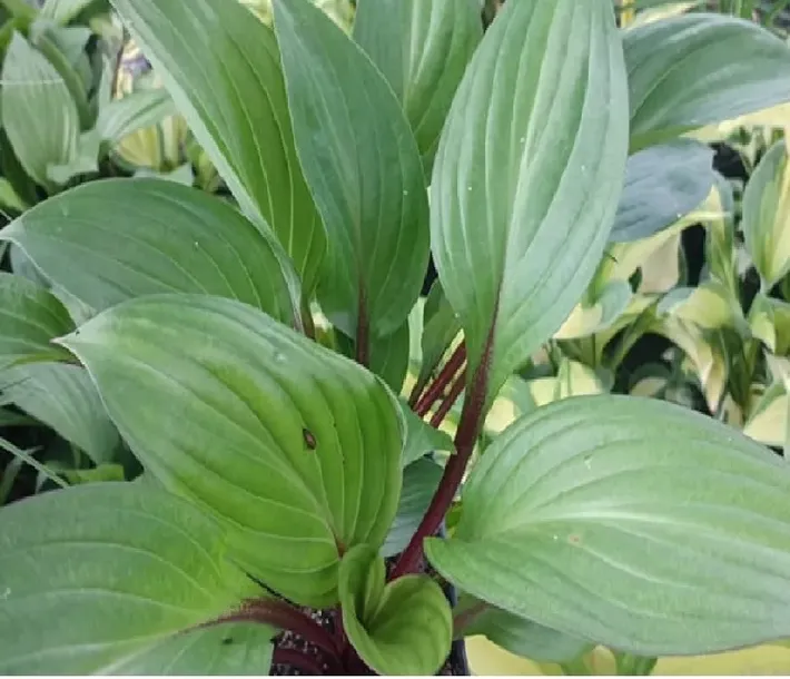 funkia-hosta-first-blush-piekna-bylina-do-ogrodu-rodzaj-rosliny-inny