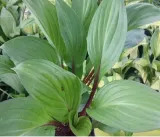 funkia-hosta-first-blush-piekna-bylina-do-ogrodu-rodzaj-rosliny-inny