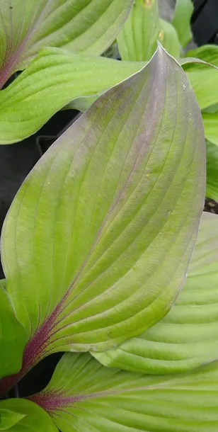 funkia-hosta-first-blush-piekna-bylina-do-ogrodu-kolor-kwiatow-inny-kolor