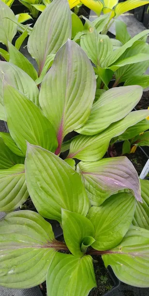 funkia-hosta-first-blush-piekna-bylina-do-ogrodu-roslina-w-postaci-sadzonka-z-golym-korzeniem
