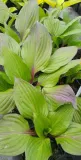 funkia-hosta-first-blush-piekna-bylina-do-ogrodu-roslina-w-postaci-sadzonka-z-golym-korzeniem