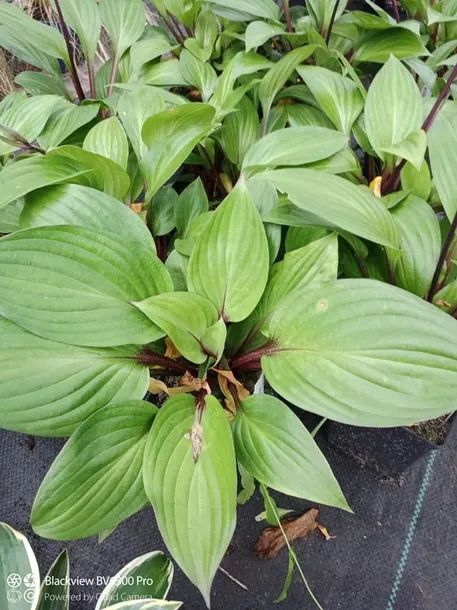 funkia-hosta-first-blush-piekna-bylina-do-ogrodu-kod-producenta-wodne-rosliny