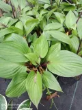funkia-hosta-first-blush-piekna-bylina-do-ogrodu-kod-producenta-wodne-rosliny