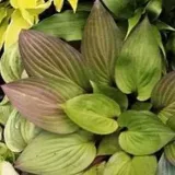 funkia-hosta-first-blush-piekna-bylina-do-ogrodu-cechy-charakterystyczne-lubiace-cien-proste-w-pielegnacji