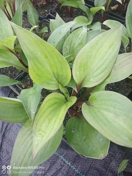 funkia-hosta-first-blush-piekna-bylina-do-ogrodu-producent-perfekt-klik-sylwia-grzelak-wodne-rosliny