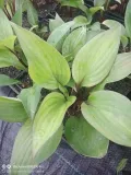 funkia-hosta-first-blush-piekna-bylina-do-ogrodu-producent-perfekt-klik-sylwia-grzelak-wodne-rosliny