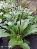funkia-hosta-first-blush-piekna-bylina-do-ogrodu-nazwa-lacinska-hosta