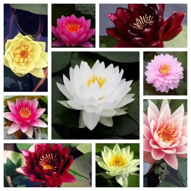 funkia-hosta-first-blush-piekna-bylina-do-ogrodu-rodzaj-rosliny-inny-roslina-w-postaci-sadzonka-z-golym-korzeniem
