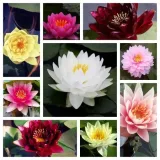 funkia-hosta-first-blush-piekna-bylina-do-ogrodu-rodzaj-rosliny-inny-roslina-w-postaci-sadzonka-z-golym-korzeniem