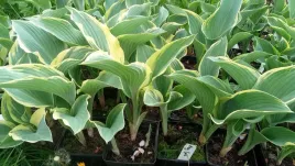 funkia-regal-splendor-hosta-do-ogrodu-i-oczka