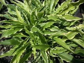 funkia-hosta-stiletto-do-ogrodu-i-wokol-oczka