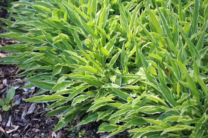 funkia-hosta-stiletto-do-ogrodu-i-wokol-oczka