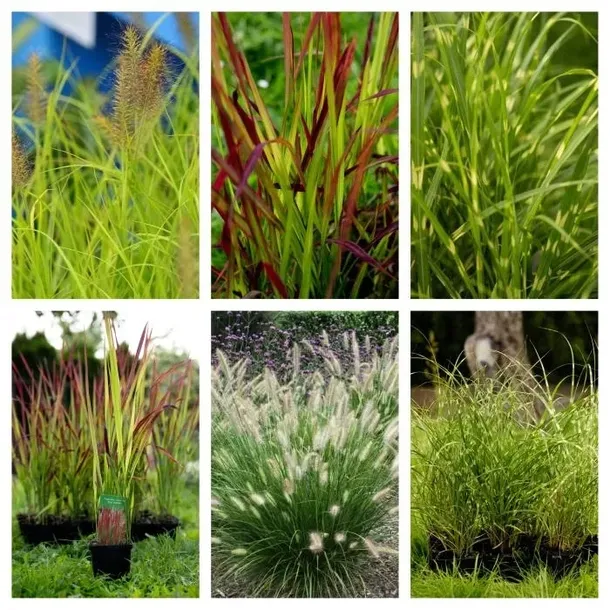 funkia-hosta-stiletto-do-ogrodu-i-wokol-oczka-kolor-kwiatow-fioletowe-inny-kolor
