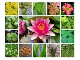 funkia-hosta-stiletto-do-ogrodu-i-wokol-oczka-roslina-w-postaci-sadzonka-z-golym-korzeniem