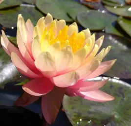 lilia-wodna-perry-s-orange-sunset-piekne-kwiaty