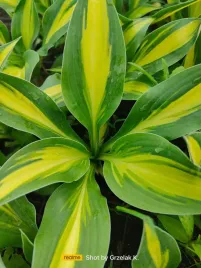 funkia-tongue-of-flame-do-ogrodu-i-przy-oczku