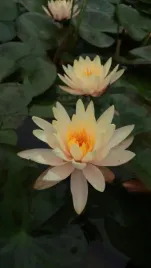 lilia-wodna-georgia-peach-brzoskwiniowa-oczko