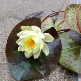 lilia-wodna-zolta-marliacea-chromatella-do-oczka