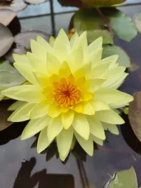 lilia-wodna-zolta-nymphaea-puttaruksa