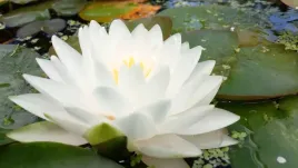 lilia-wodna-gonnere-krolowa-sniegu-pelna-biala