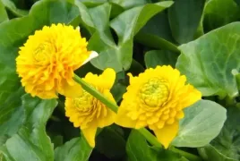 kaczeniec-multiplex-caltha-palustris-pelne-kwiaty