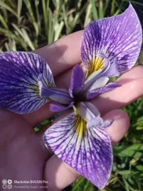 irys-kosaciec-pseudacorus-holdens-child-piekny