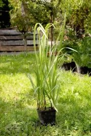 manna-mielec-variegata-idealna-do-oczek-i-stawu