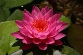 lilia-wodna-mayla-pachnaca-i-intensywny-kolor