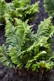 paprotnik-kolczysty-piekna-zielona-paproc