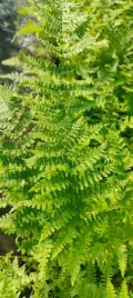 wietlica-samicza-athyrium-filix-femina-duza-paproc-ogrody